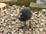FZ030066 Moorhen chick (Gallinula chloropus).jpg
